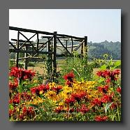 Monarda 'Cambridge Scarlet' + Rudbeckia 'Herbstsonne' (le jardin de la poterie Hillen) www.poterie.fr